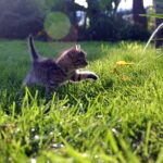 Kitten care