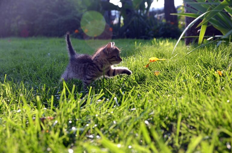 Kitten care