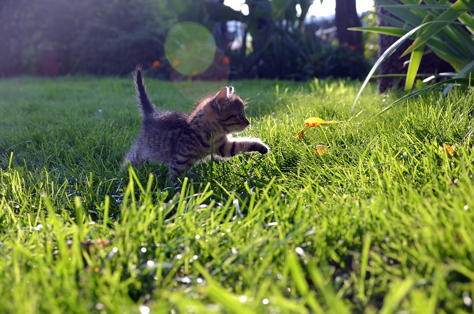 Kitten care
