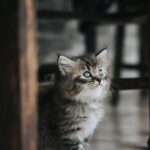 kitten health