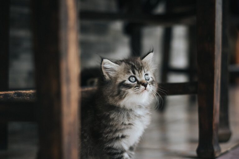 kitten health