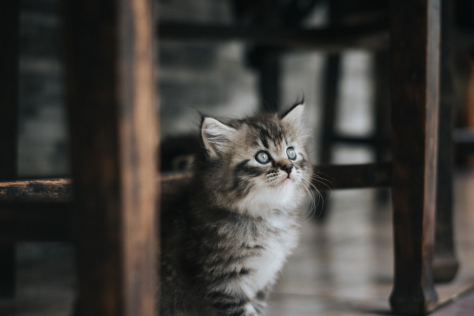 kitten health