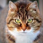 cat nutrition