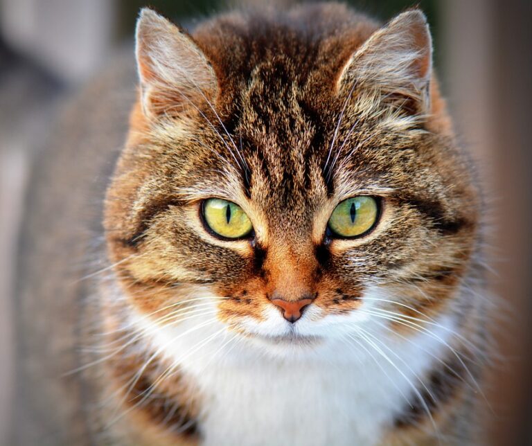 cat nutrition
