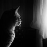 indoor cats