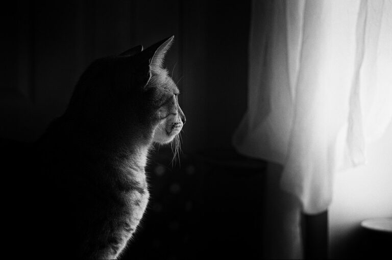 indoor cats