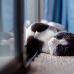 indoor cats