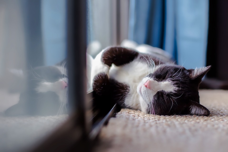 indoor cats