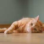 Kitten care