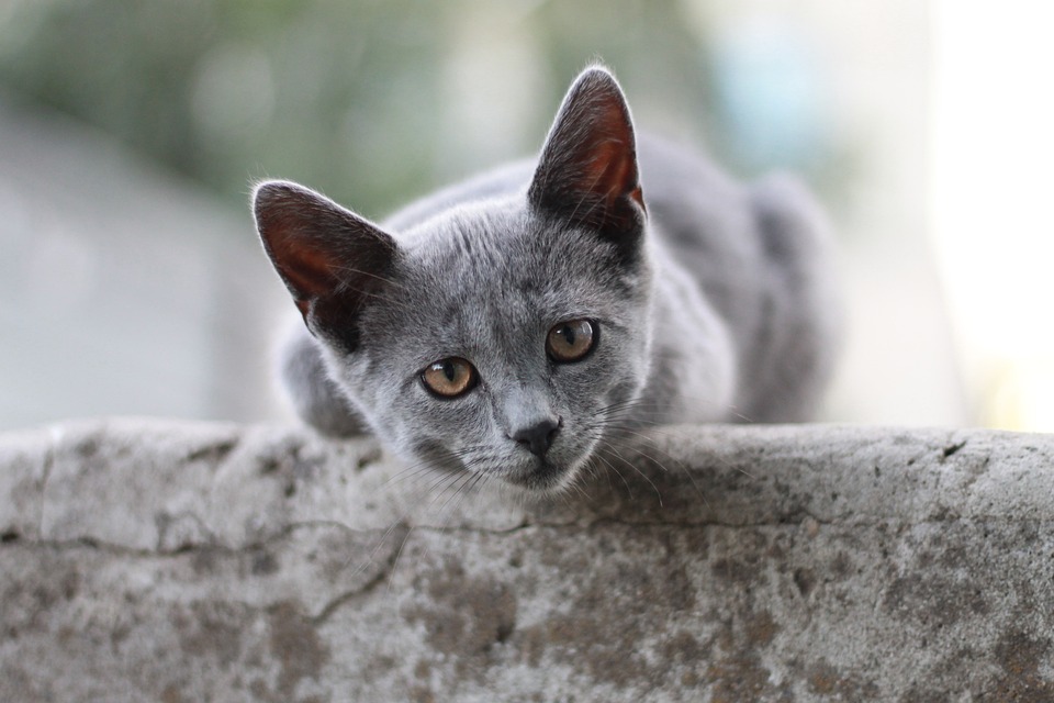 kitten safety.