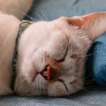 Cat care