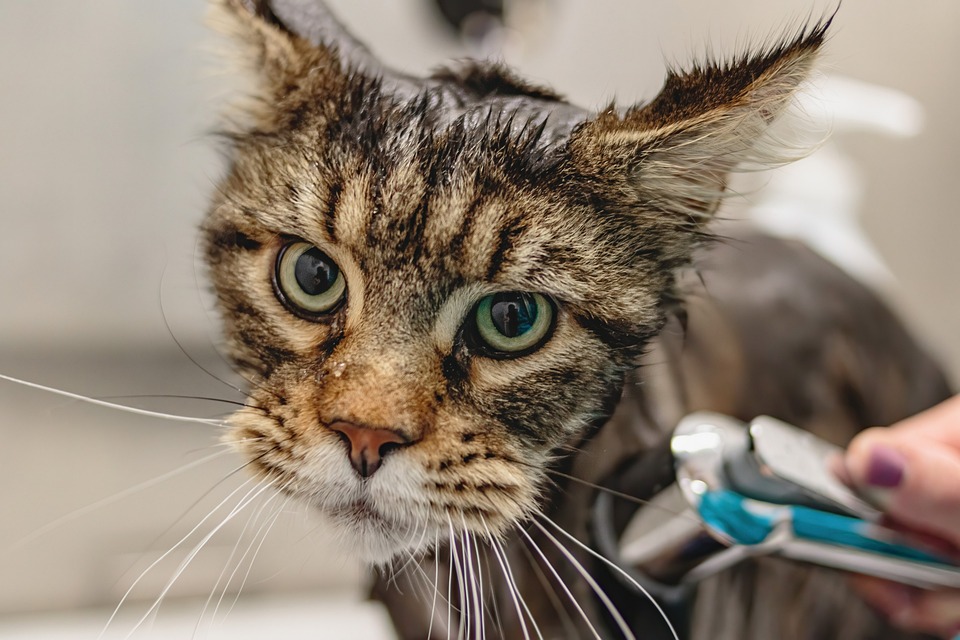 grooming tools