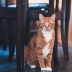 dealing with a biting cat
