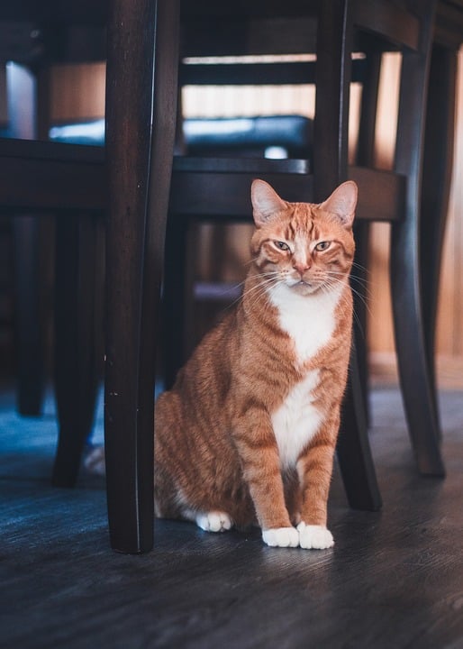 dealing with a biting cat
