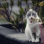 cat nutrition