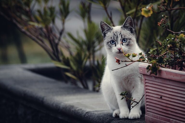 cat nutrition