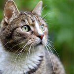 cat nutrition
