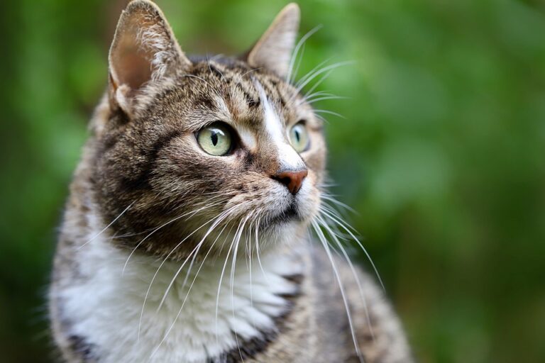 cat nutrition