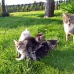 Kitten care