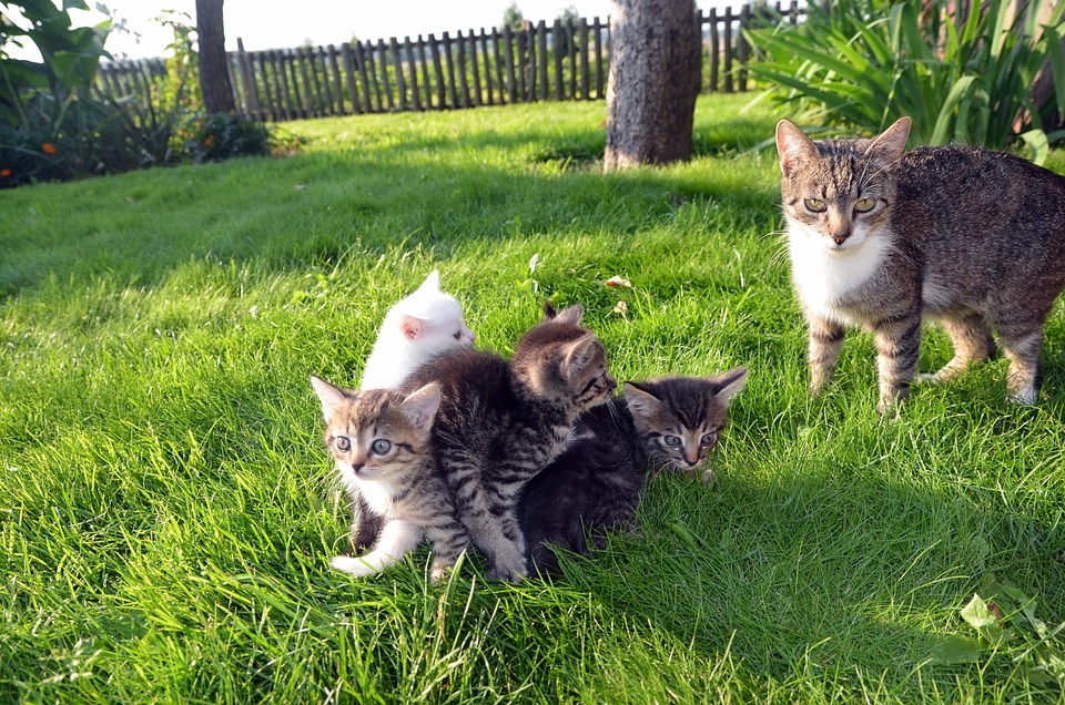 Kitten care
