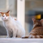 how to handle territorial cats.