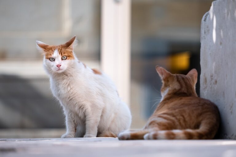how to handle territorial cats.