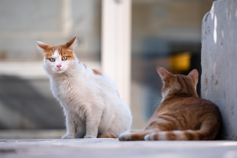 how to handle territorial cats.