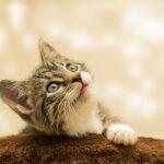 Cat behavior tips