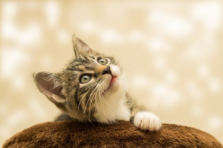 Cat behavior tips