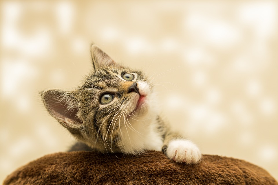 Cat behavior tips