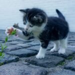 how to calm an anxious cat