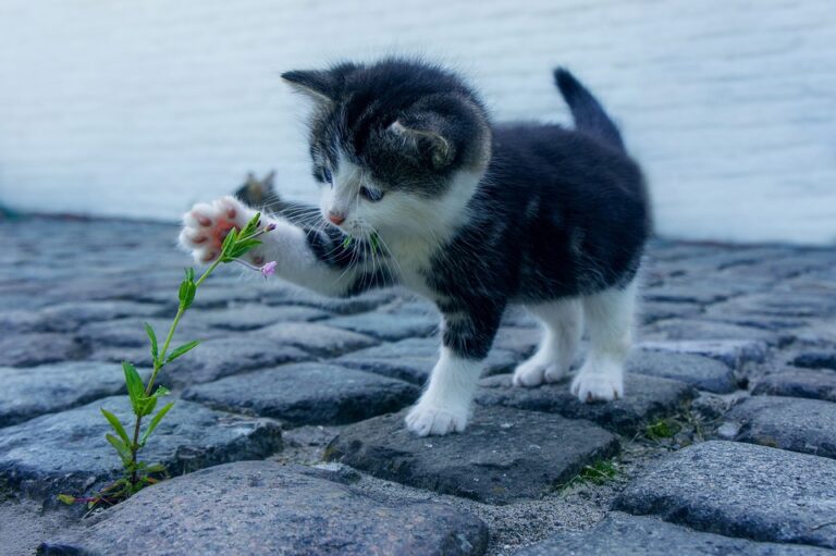 how to calm an anxious cat