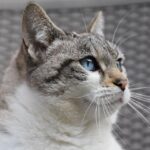cat nutrition