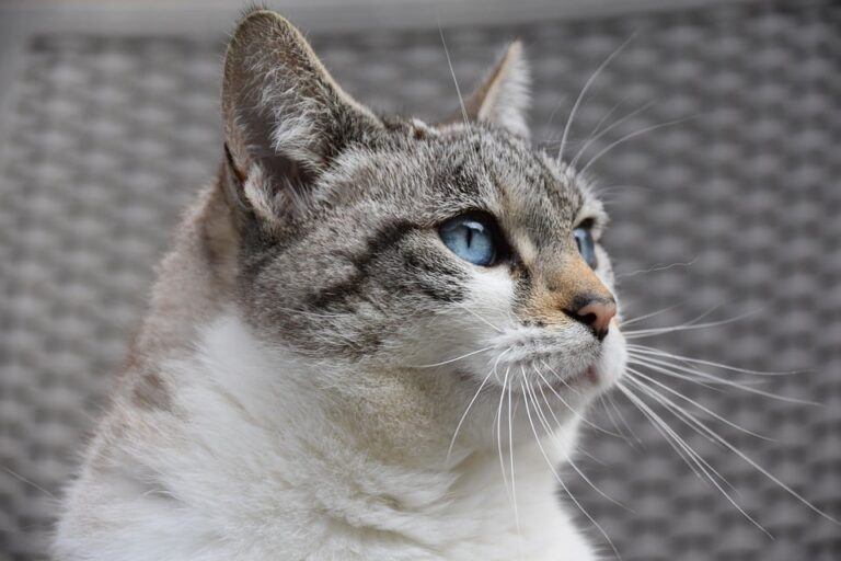 cat nutrition