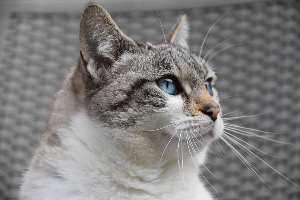 cat nutrition