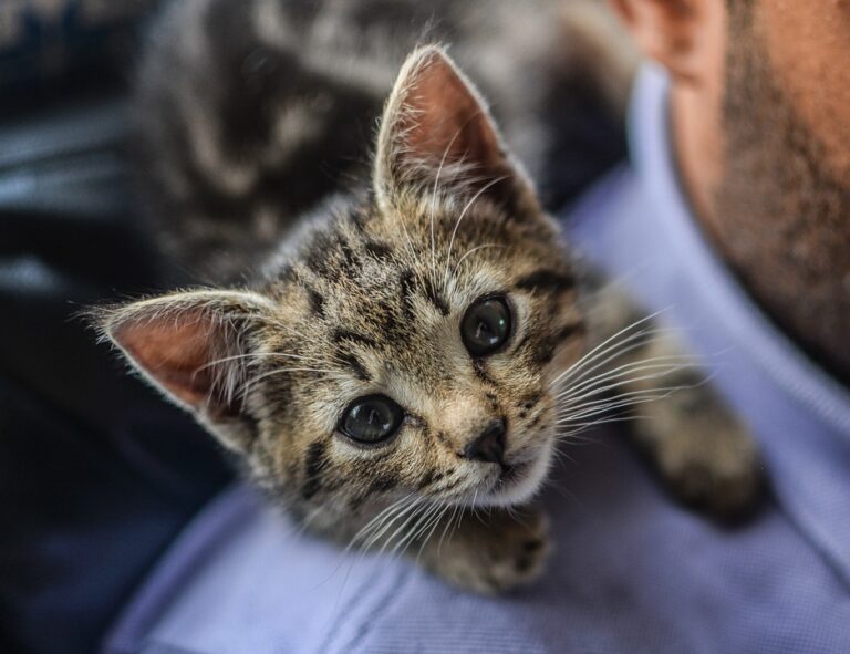 Kitten care