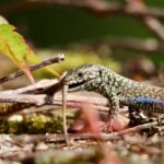 scratching behavior