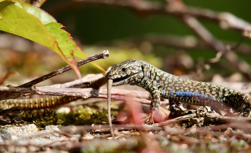 scratching behavior