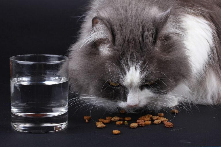 cat nutrition