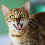 kim-davies-_Mty3g9XWr0-unsplash