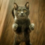 marko-blazevic-zBvVuRJ71vU-unsplash