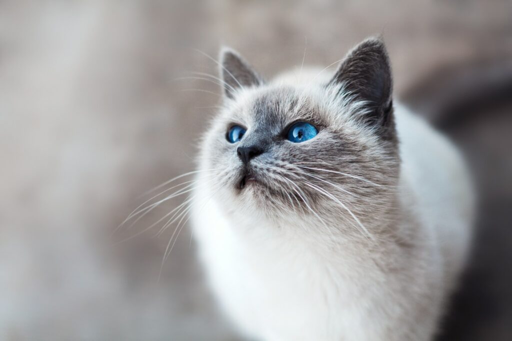 mikhail-vasilyev-IFxjDdqK_0U-unsplash