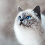 mikhail-vasilyev-IFxjDdqK_0U-unsplash