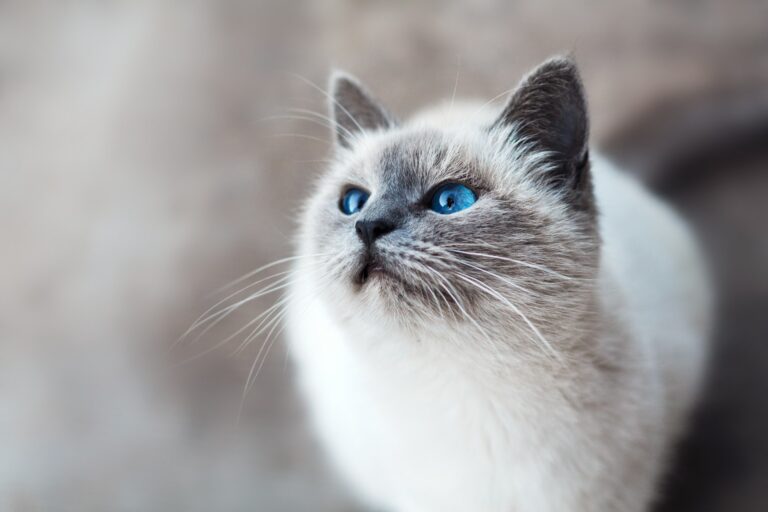 mikhail-vasilyev-IFxjDdqK_0U-unsplash