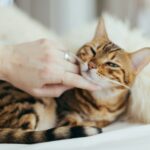 paul-hanaoka-C0zDWAPFT9A-unsplash