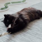pexels-arina-krasnikova-7725967