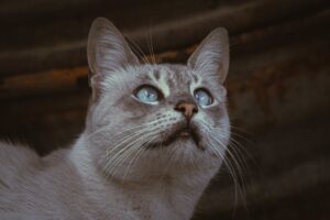 pexels-mahmoud-yahyaoui-30002756
