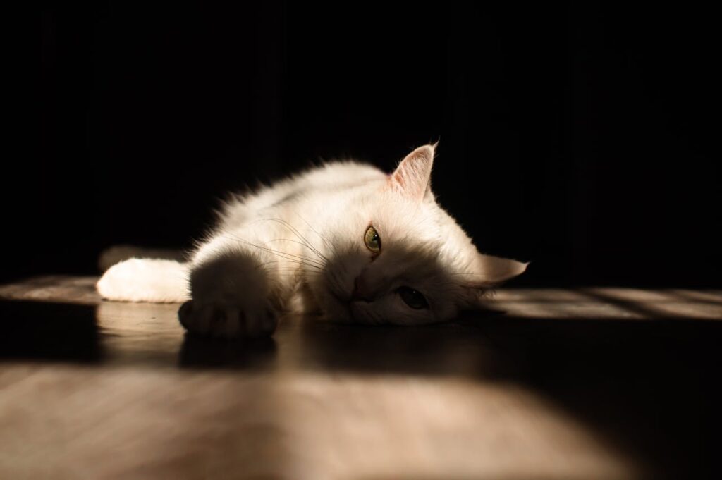 pexels-sikunovruslan-20859019