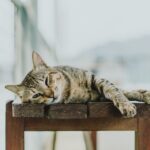 cat nutrition
