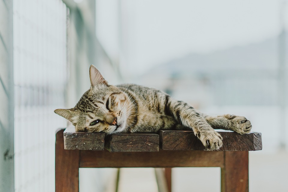 cat nutrition